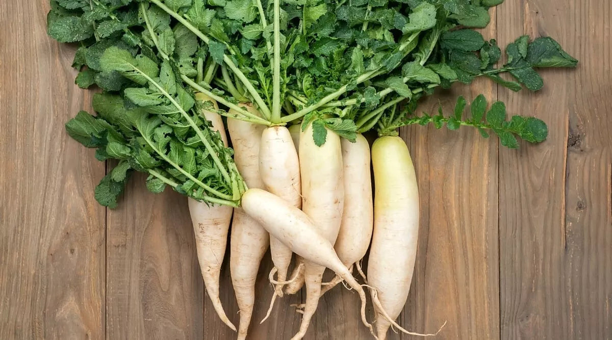 White Icicle Radish Seeds - 500+ Non-GMO Raphanus sativus for Garden Planting, Fast-Growing, Crisp, Full Sun, USA Grown