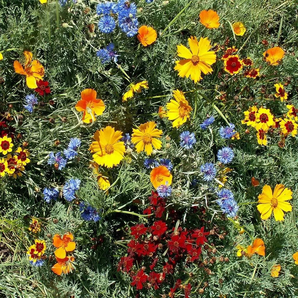 Gulf Coast Wildflower Seed Mix - 24 Native Species for Texas Gardens