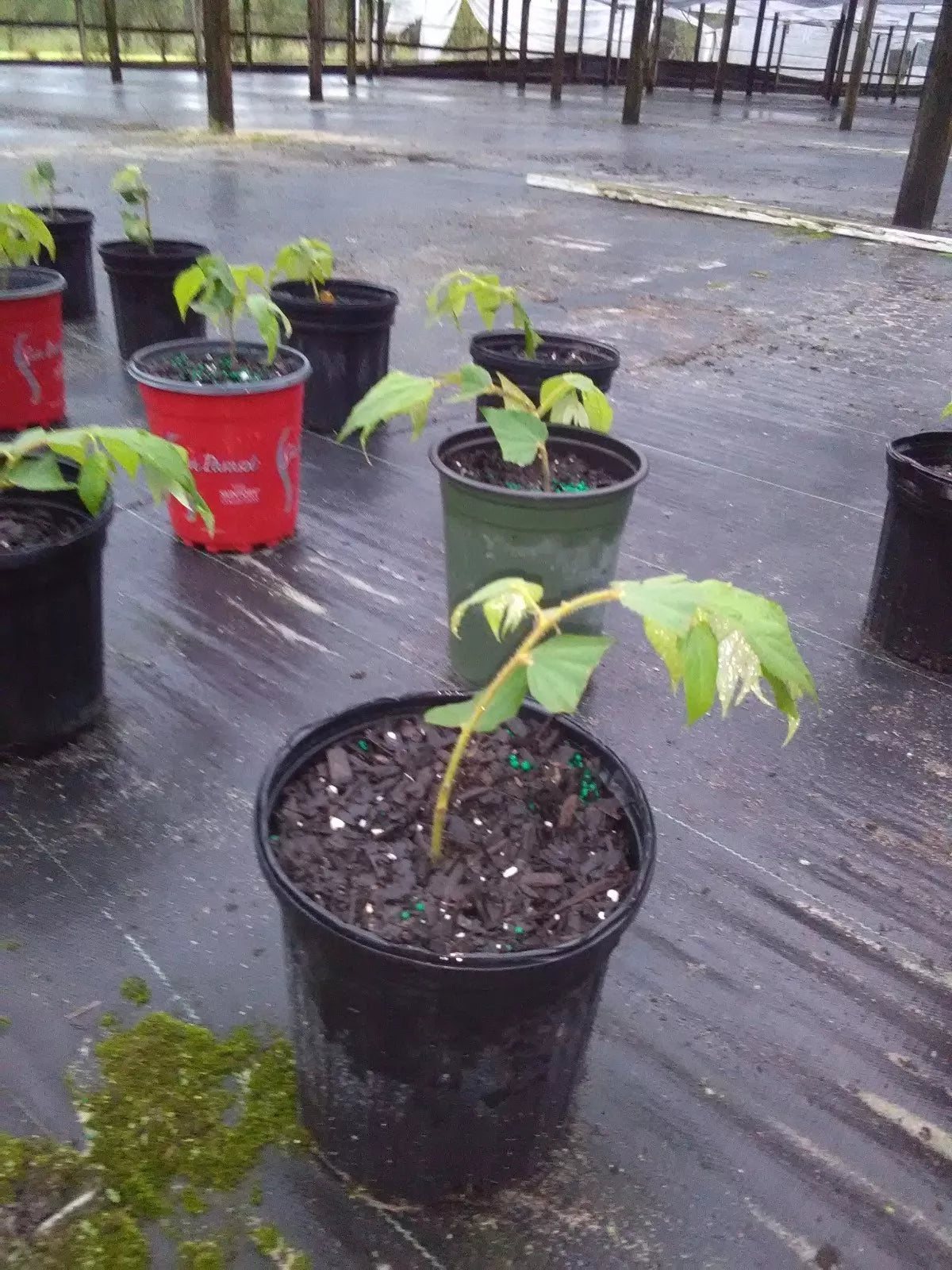 Muntingia Calabura Live Plant 10 Pack, Strawberry Tree, Rare Fruiting Tree, Tropical Evergreen, Fast Growing, Container or Ground