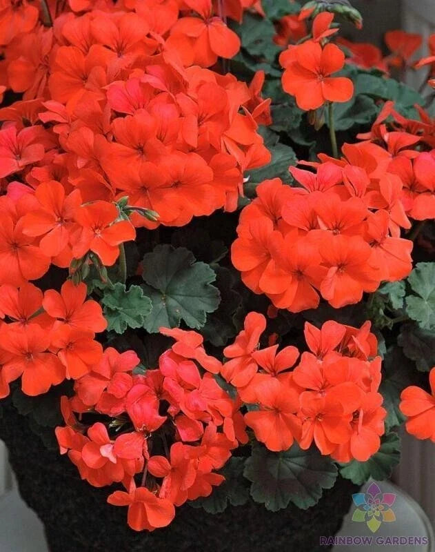 Caliente Orange Geranium Seeds - 25+ Pack Pelargonium x hortorum for Garden Planting, Vibrant Orange Flowers