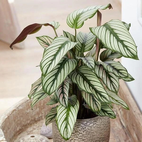 Calathea Seeds - White Star Variety for Garden & Indoor Planting - Calathea orbifolia Seeds
