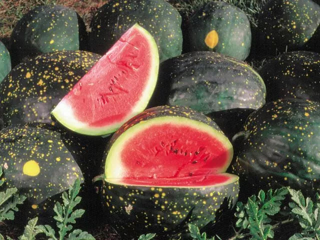Moon and Stars Red Watermelon Seeds 15 Ct - Non-GMO Sweet Citrullus lanatus