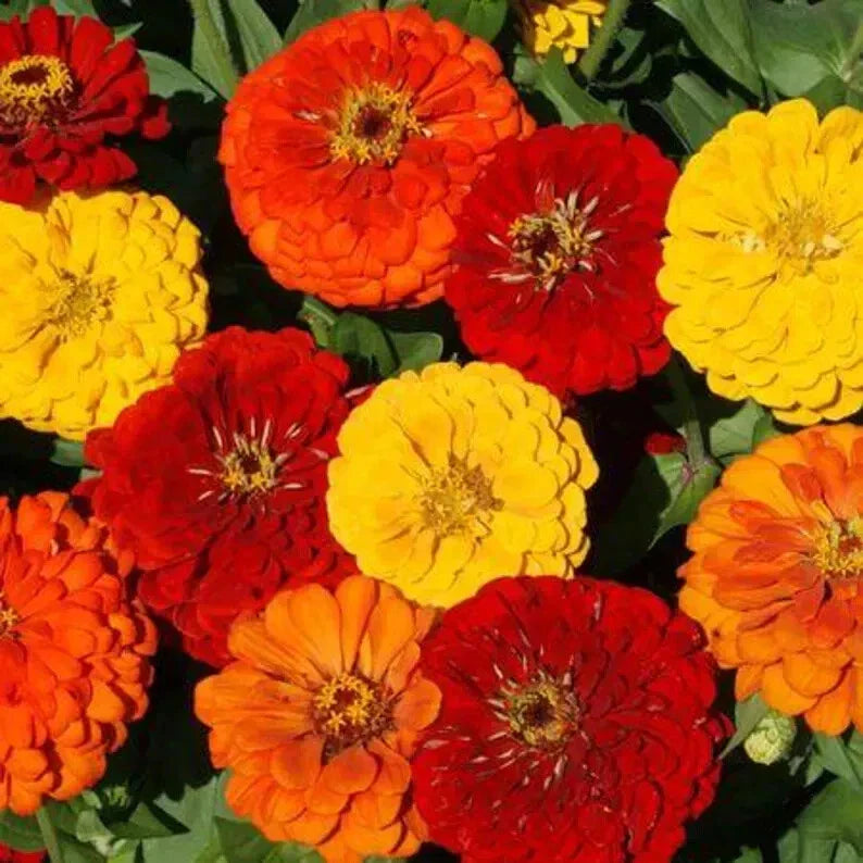 Lava Lamp Zinnia Mix Seeds - 100 Organic Non-GMO Seeds - USA Grown Annual Flowers