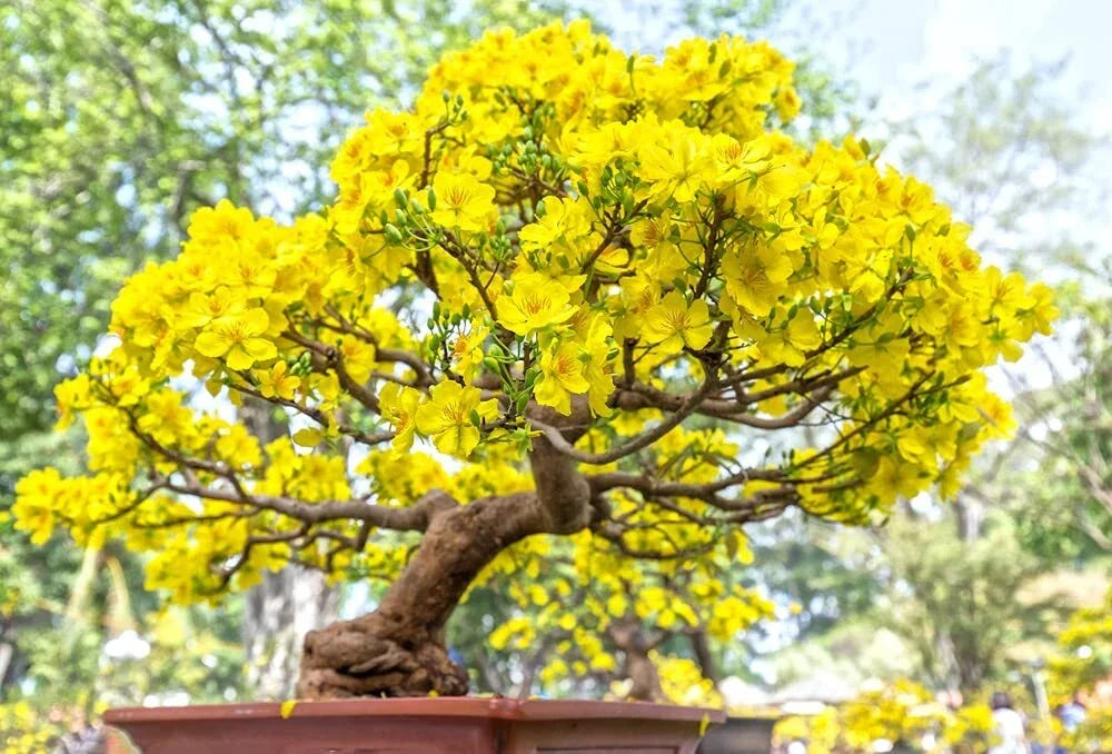 Apricot Bonsai Tree Seeds - 3 Large Prunus armeniaca Seeds for Indoor & Outdoor Cultivation with Yellow Flowers