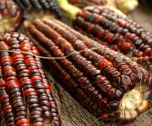 Heirloom Bloody Butcher Corn Seeds - 12 Non-GMO Zea Mays Seeds