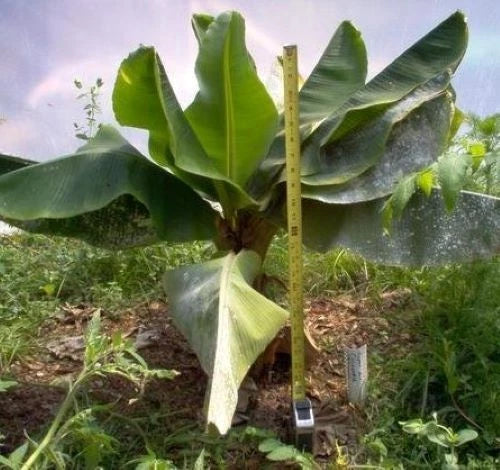 Dwarf Cavendish Banana Tree - Small Rooted Starter Plant in Pot - Musa acuminata 'Dwarf Cavendish' Indoor/Outdoor