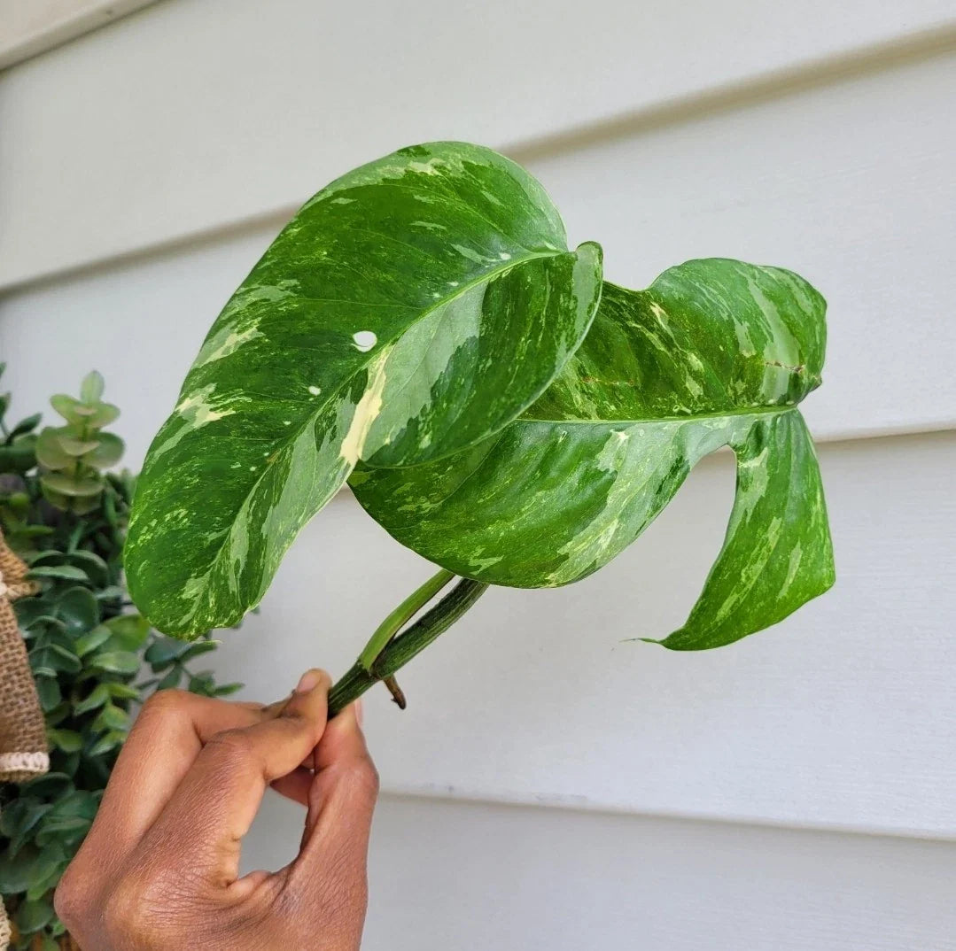 Rare Live Plant Cutting Epipremnum Pinnatum Albo - Variegated Houseplant Rooted Climber or Trailing Plant