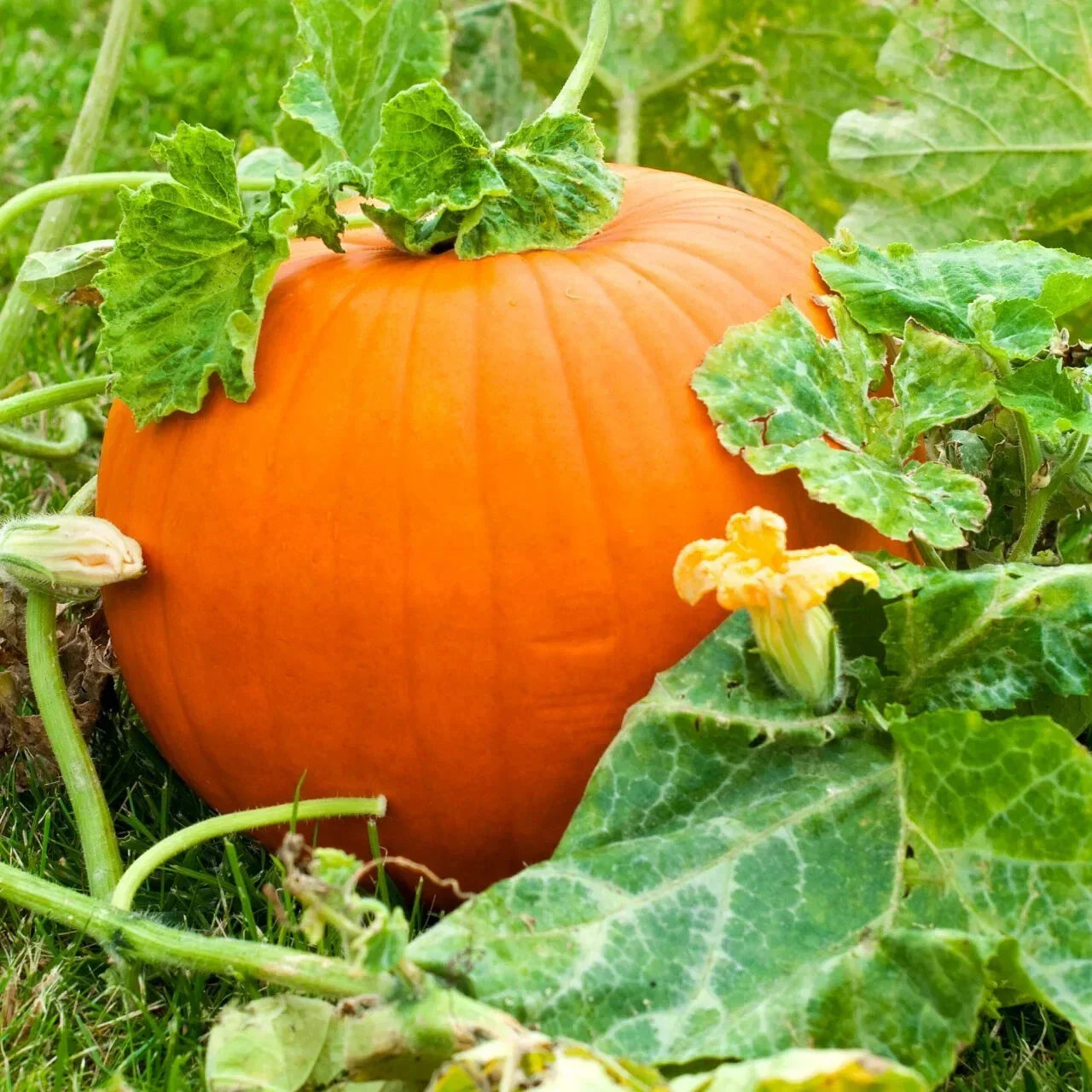 Live Pumpkin Plant Seedling – 3" Tall in 4" Pot – Cucurbita pepo