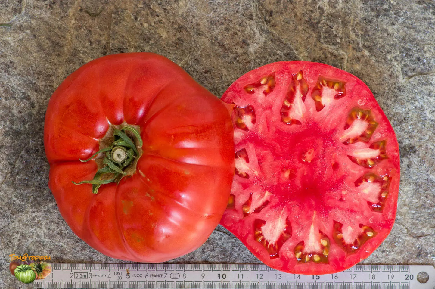 Tomato Seeds 1000 Count Boxcar Willie Reddish-Orange Heirloom Solanum lycopersicum for Slicing & Canning