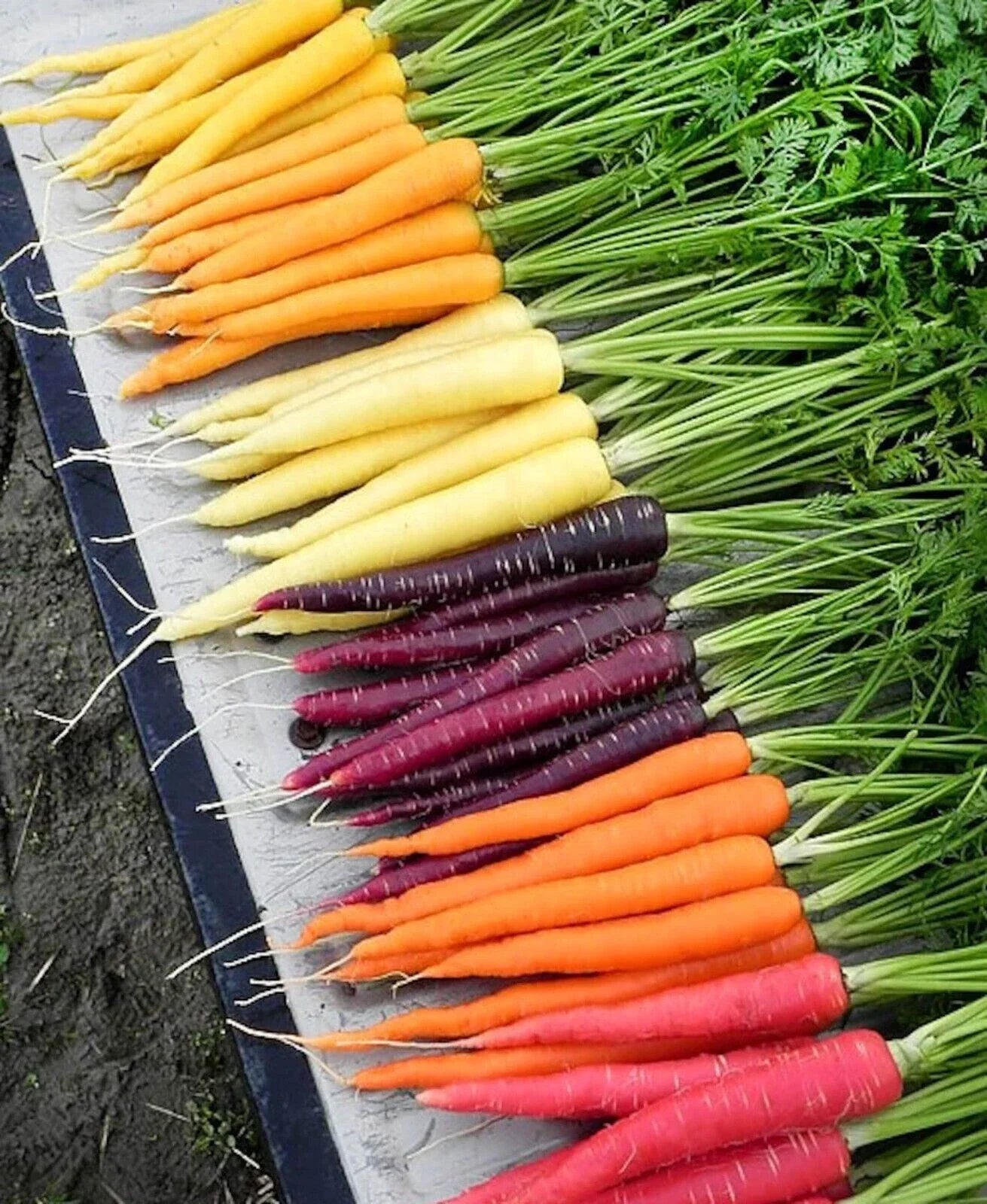 Rainbow Carrot Blend Mix Seeds - 100+ Non-GMO Heirloom Organic Vegetable Seeds