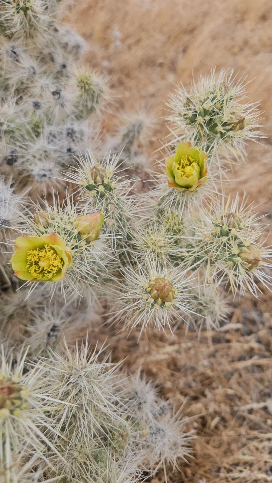 Silver Cholla Branches 3 Pieces 6-10" Cylindropuntia Echinocarpa Drought-Resistant Cactus Decor