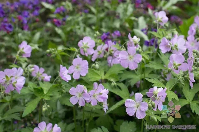 Joan Baker Geranium Seeds - 25+ Pack | Pelargonium x hortorum for Garden Planting