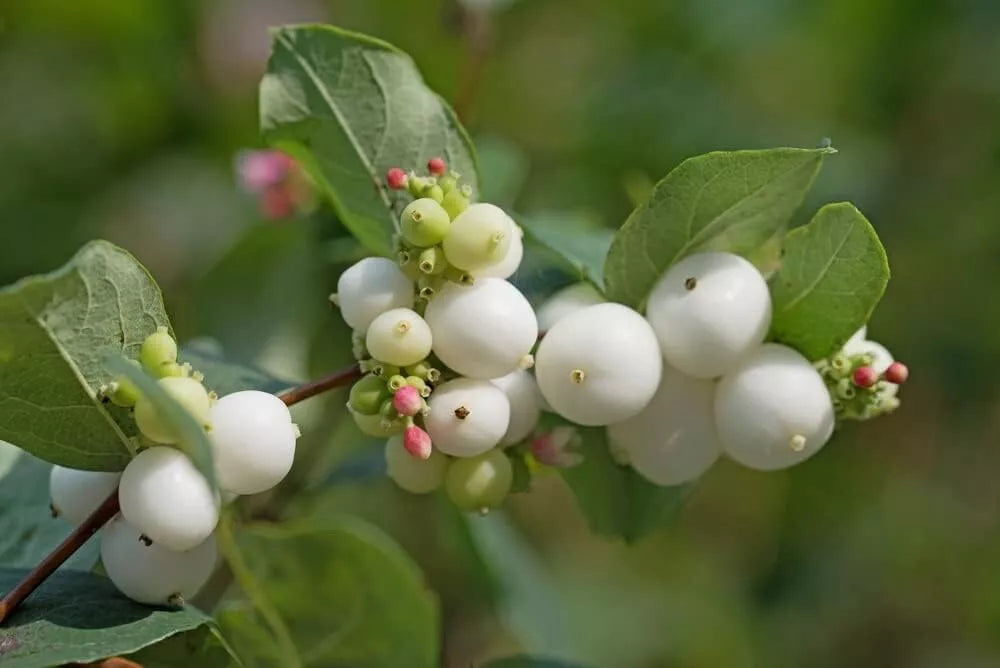 Snowberry Bush Seedlings - Symphoricarpos albus - Hardy Deciduous Shrub for Planting, White Berries, Low Maintenance