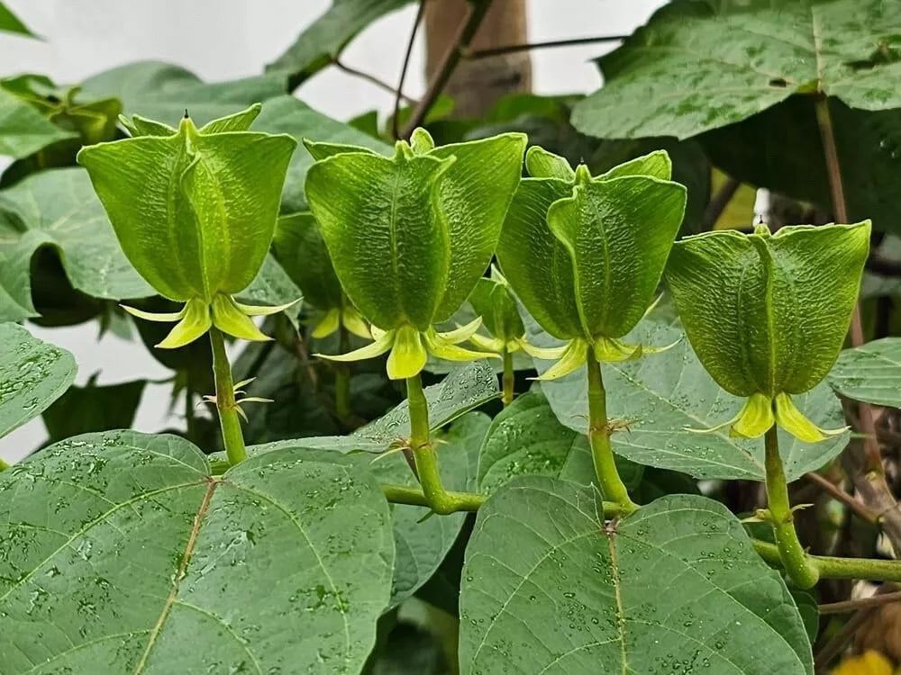 Devils Cotton Seeds 30 Pack - Abroma augusta Organic Non-GMO Rare Flowering Plant Seeds