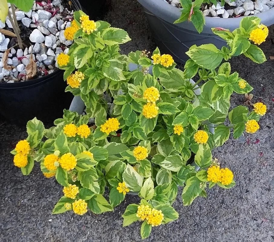 Variegated Lantana Samantha Live Plant - Fragrant Foliage in 4" Pot