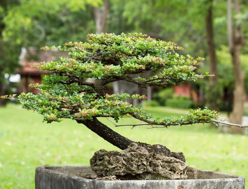 Money Plant Bonsai Tree Seeds - Ficus benjamina, Indoor Plant, Easy to Grow, 30 Seeds, Weeping Fig, Home Decor, Low Maintenance