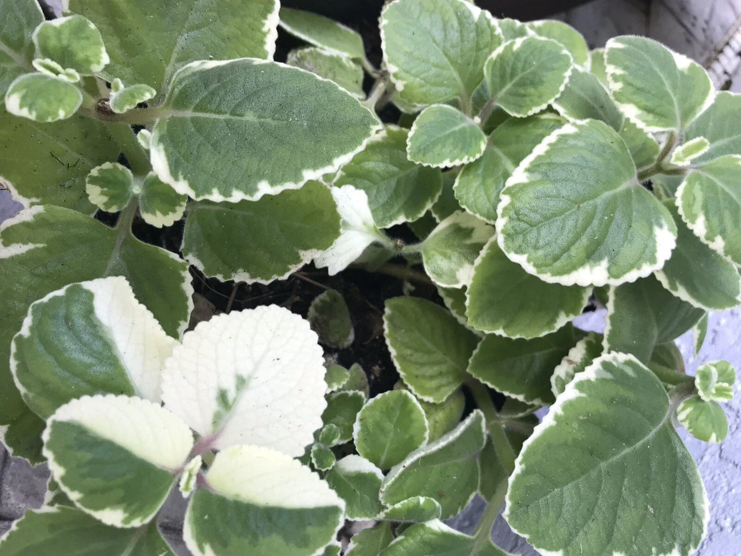 Variegated & Green Cuban Oregano Plant Cuttings - 6 Plectranthus Thyme Cuttings for Gardening & Culinary Use