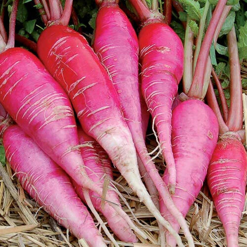 China Rose Radish Seeds 250 Ct - Raphanus sativus Microgreen Seeds - USA Free Shipping