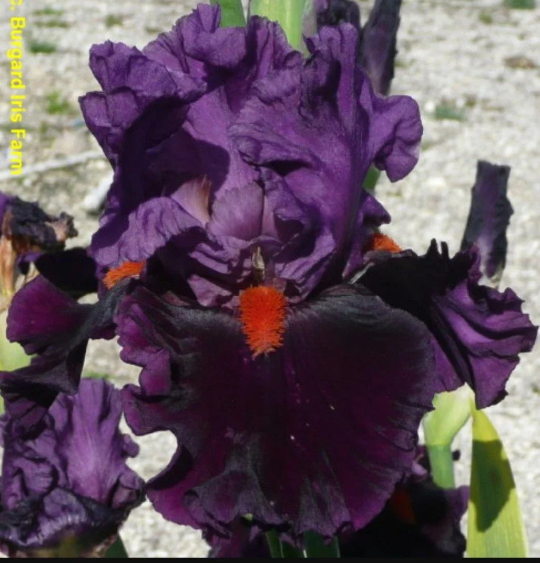 Sharp Dressed Man Tall Bearded Iris Rhizome - Reblooming Iris germanica