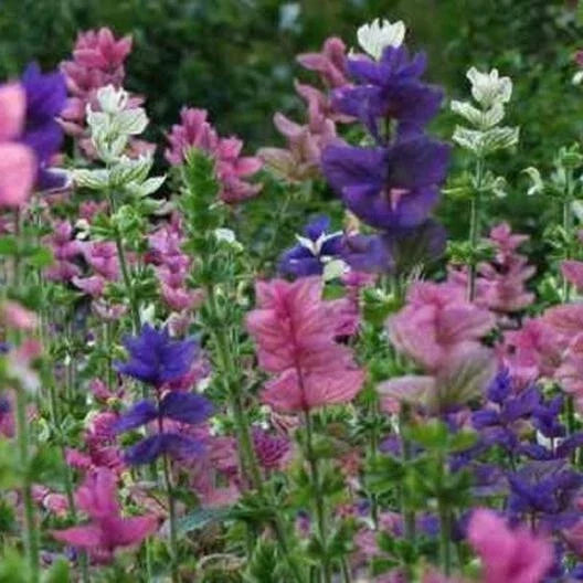 Clary Sage Seeds - Tricolor Mix, Salvia sclarea, Native Wildflower, Non-GMO, 200 Seeds