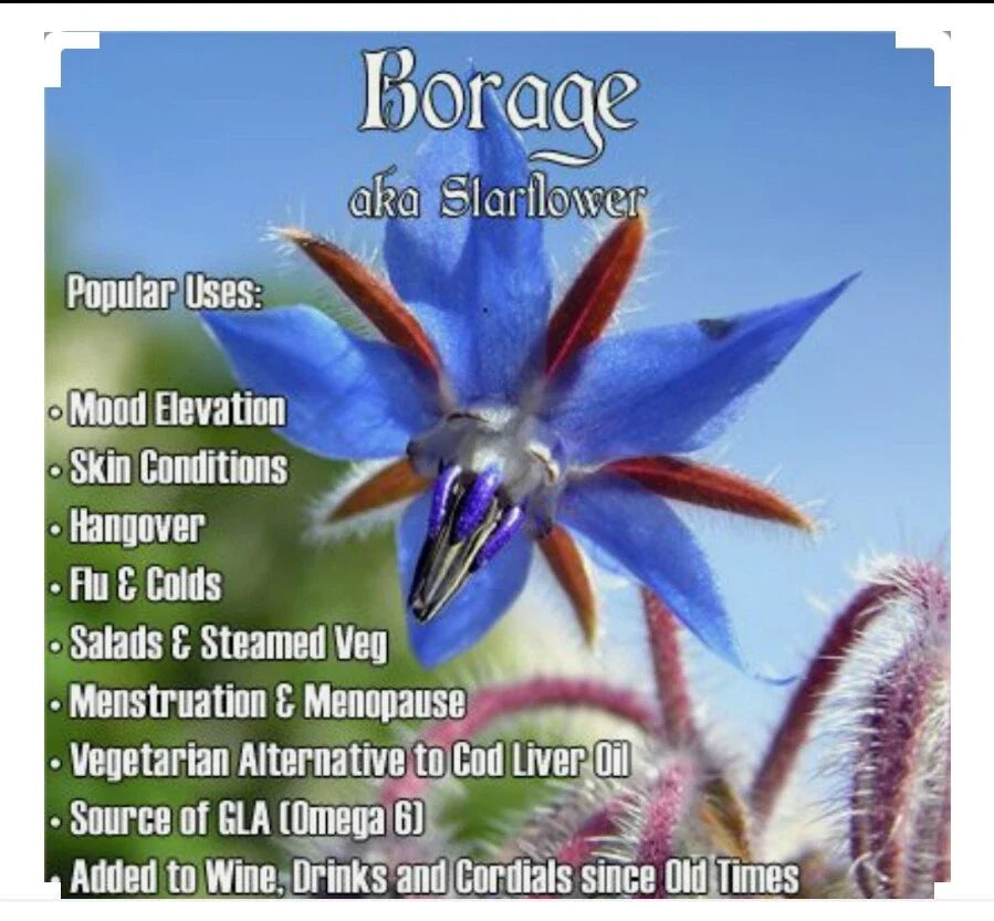 Organic Borage Seeds | Edible Herb Plant | Non-GMO, Open Pollinated | Borago officinalis, Blue Flowers, Culinary & Pollinator Plant