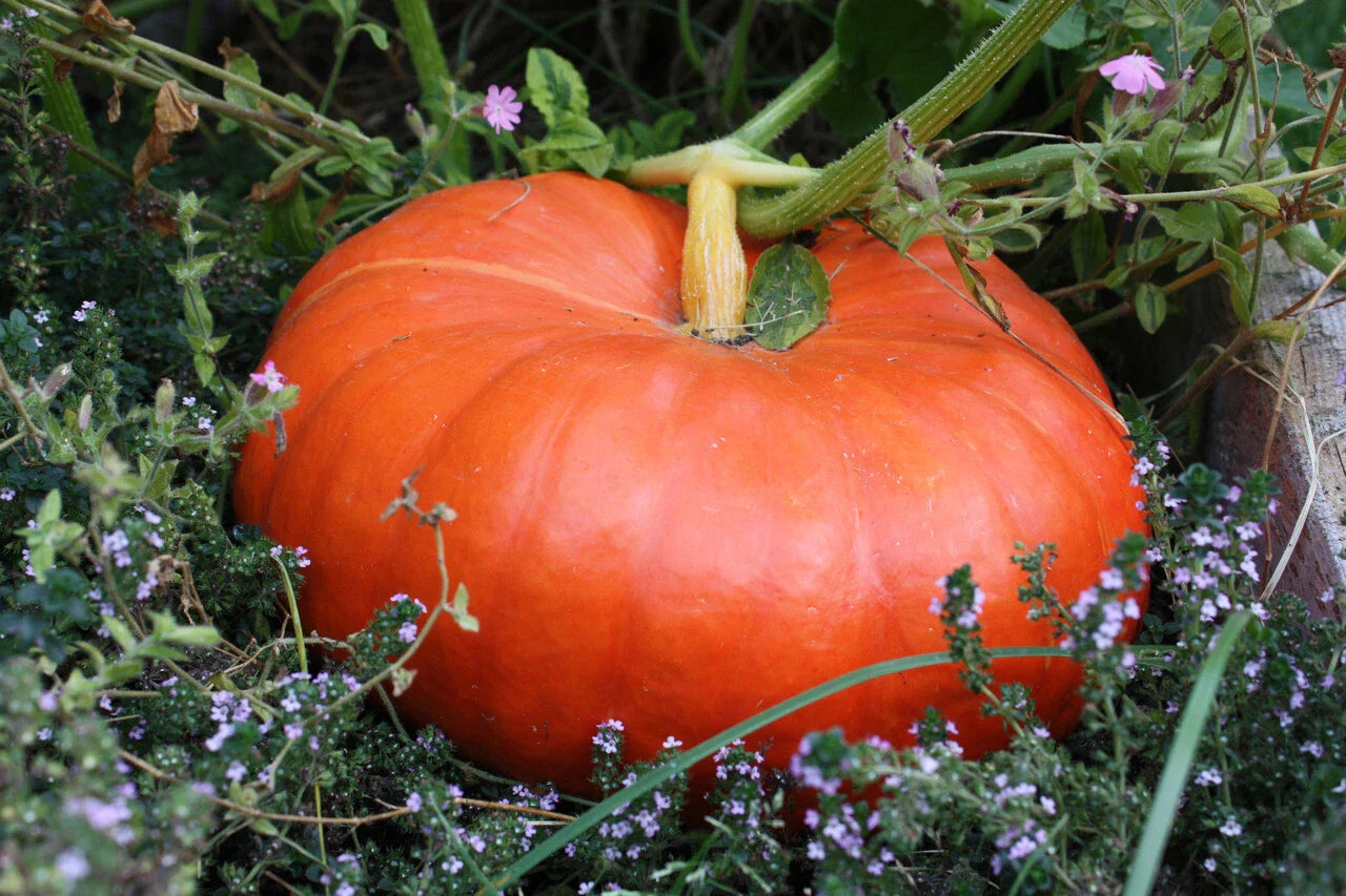 Cinderella Pumpkin Seeds - Rouge Vif d'Etampes - Ideal for Halloween & Pumpkin Pie