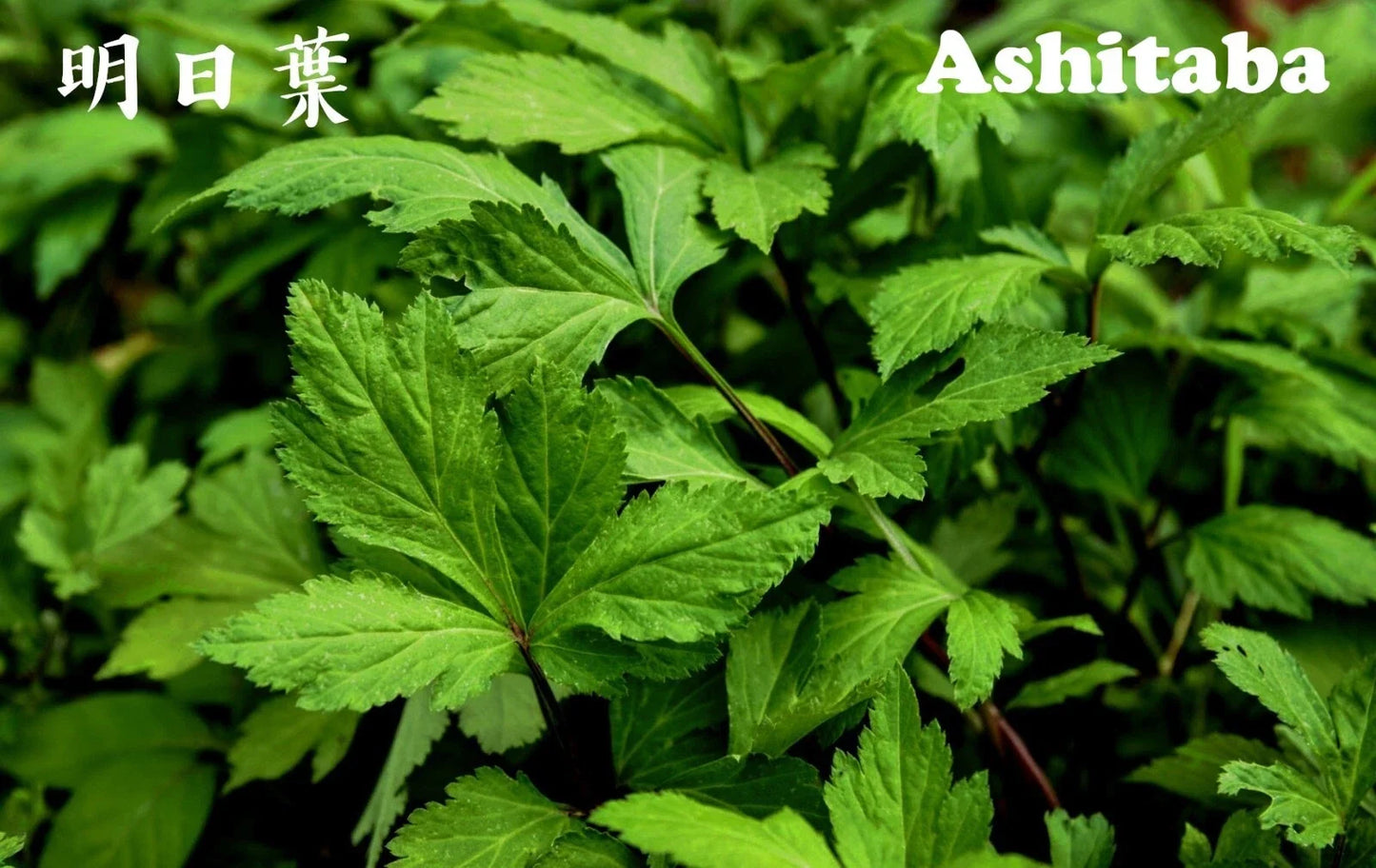 Ashitaba Herb Starter Plant in Soil - Angelica Keiskei, Edible Perennial Herb, Organic Gardening, Rooted, Fresh Leaves