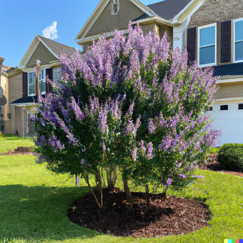 Chaste Tree Seeds 50+ Count - Fast Growing Vitus agnus-castus for Edible Pepper Substitute