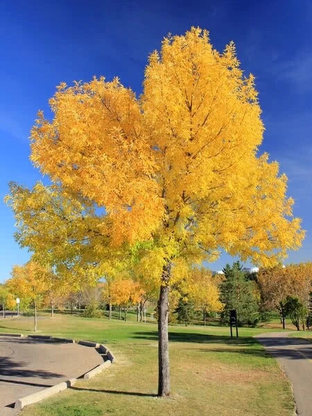 Green Ash Tree Seeds - 15 Pack - Fraxinus pennsylvanica for Landscaping & Reforestation