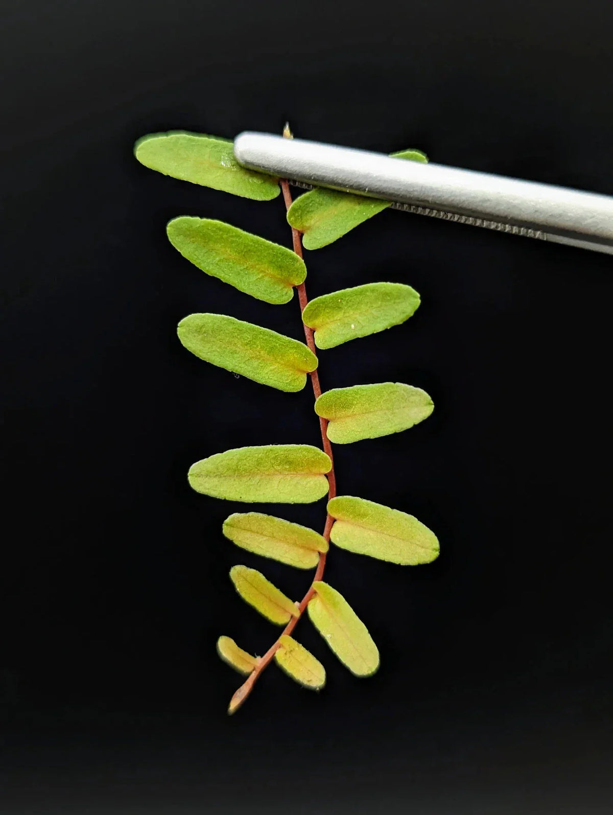 Marcgravia sp. Mendez Arrowhead Cutting - 10-Leaf Indoor Terrarium Plant