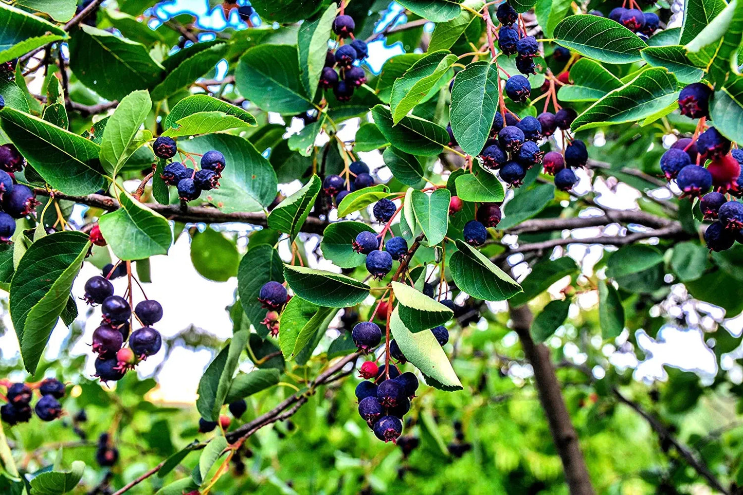Juneberry Seeds for Planting - Amelanchier lamarckii, Edible Berries, Ornamental Tree, Hardy Perennial