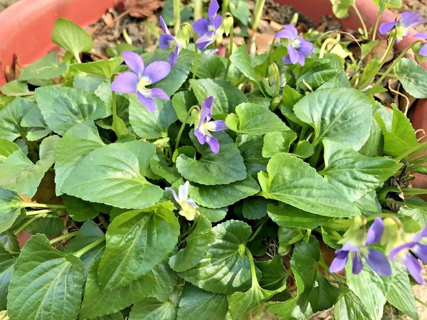 Purple Wild Violet Flower Bulbs - 100 Bare Root Viola sororia Perennials for Shade Gardens