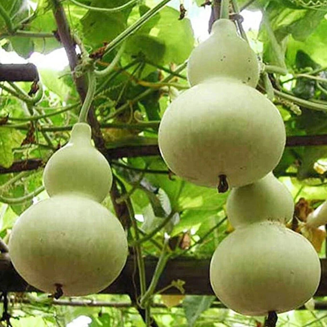 Martin Birdhouse Gourd Seeds - Heirloom Non-GMO, 5+ Seeds, Lagenaria siceraria, Natural Birdhouse Crafting, Attracts Purple Martins