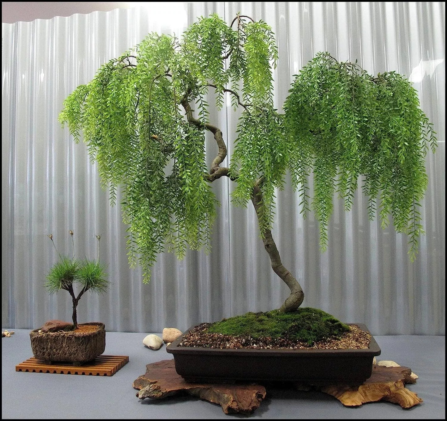 Chinese Weeping Willow Bonsai Cutting, Fast Growing Salix babylonica, Indoor Outdoor Tree Propagation