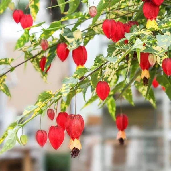 Abutilon Chinese Lantern Plug – Live Flowering Plant Starter for Indoor and Outdoor Gardens