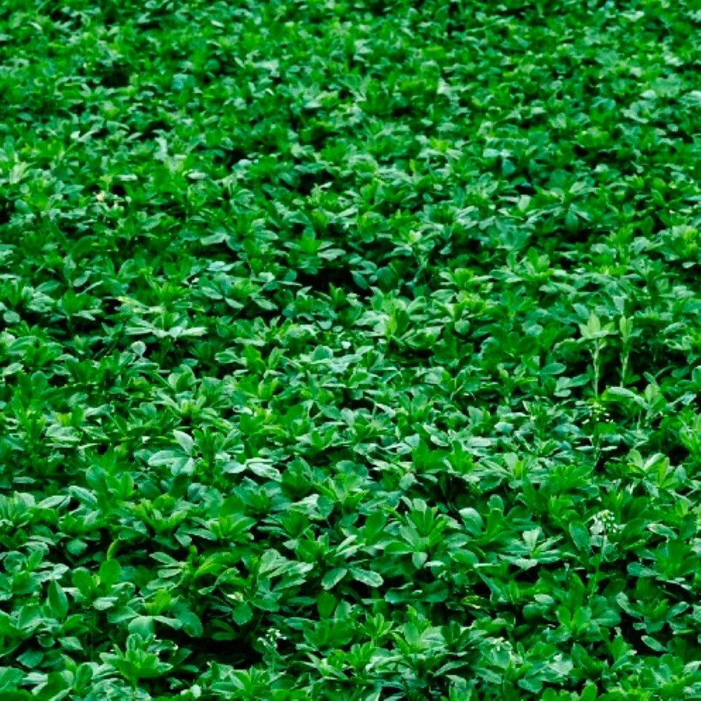 Alfalfa Cover Crop Seeds | Non-GMO Heirloom Garden Seeds | Medicago sativa for Soil Enrichment and Erosion Control