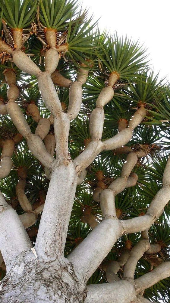 Dragon Blood Bonsai Tree Seeds - 6 Dracaena Draco Seeds for Indoor & Outdoor Growth