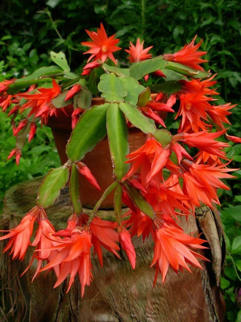 Epiphyllum Orchid Cactus Cutting Plant 6-10" | Fresh Succulent for Indoor Gardening