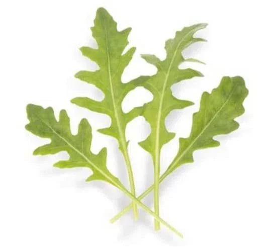 Athena Arugula Seeds - 200 Count - Eruca sativa - Fast Growing Leafy Green