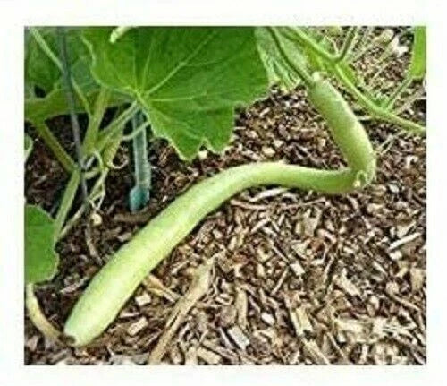 Cucuzzi Gourd Seeds - Edible Cucurbita pepo - Fresh Pack with Free Shipping