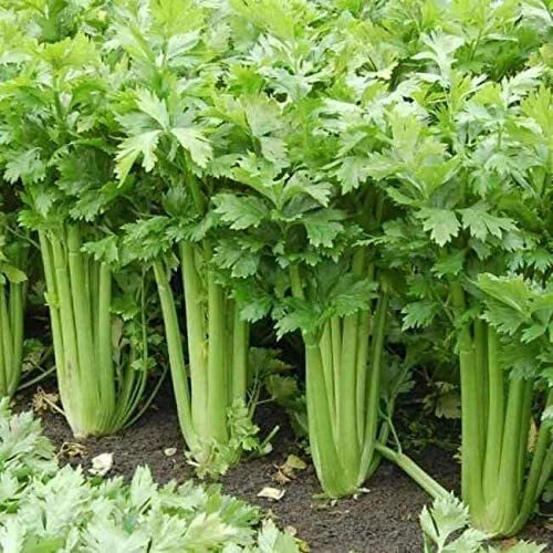 Celery Seeds 250 Heirloom Non-GMO Seeds Apium graveolens for Vegetable Garden, USA Shipped