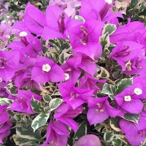 Bougainvillea Starter Plant Blueberry Ice Variegated - Well Rooted, Vibrant Tropical Foliage