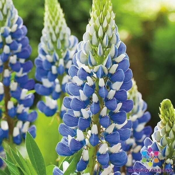 Russell Blue Lupine Seeds - 25+ Pack, Blue Flowering Perennial, Lupinus polyphyllus, Easy to Grow, Pollinator Attracting, USA