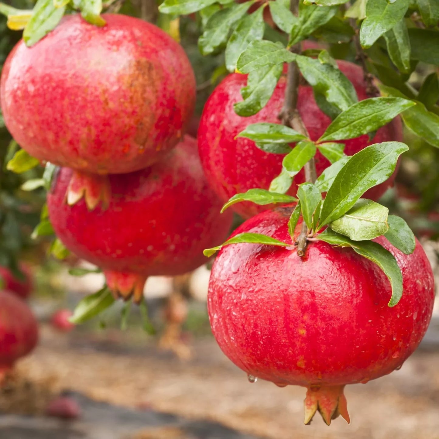 Pomegranate Plant Rooted 3" Pot Afganski Variety Punica granatum for Garden, Container, or Indoor Growth