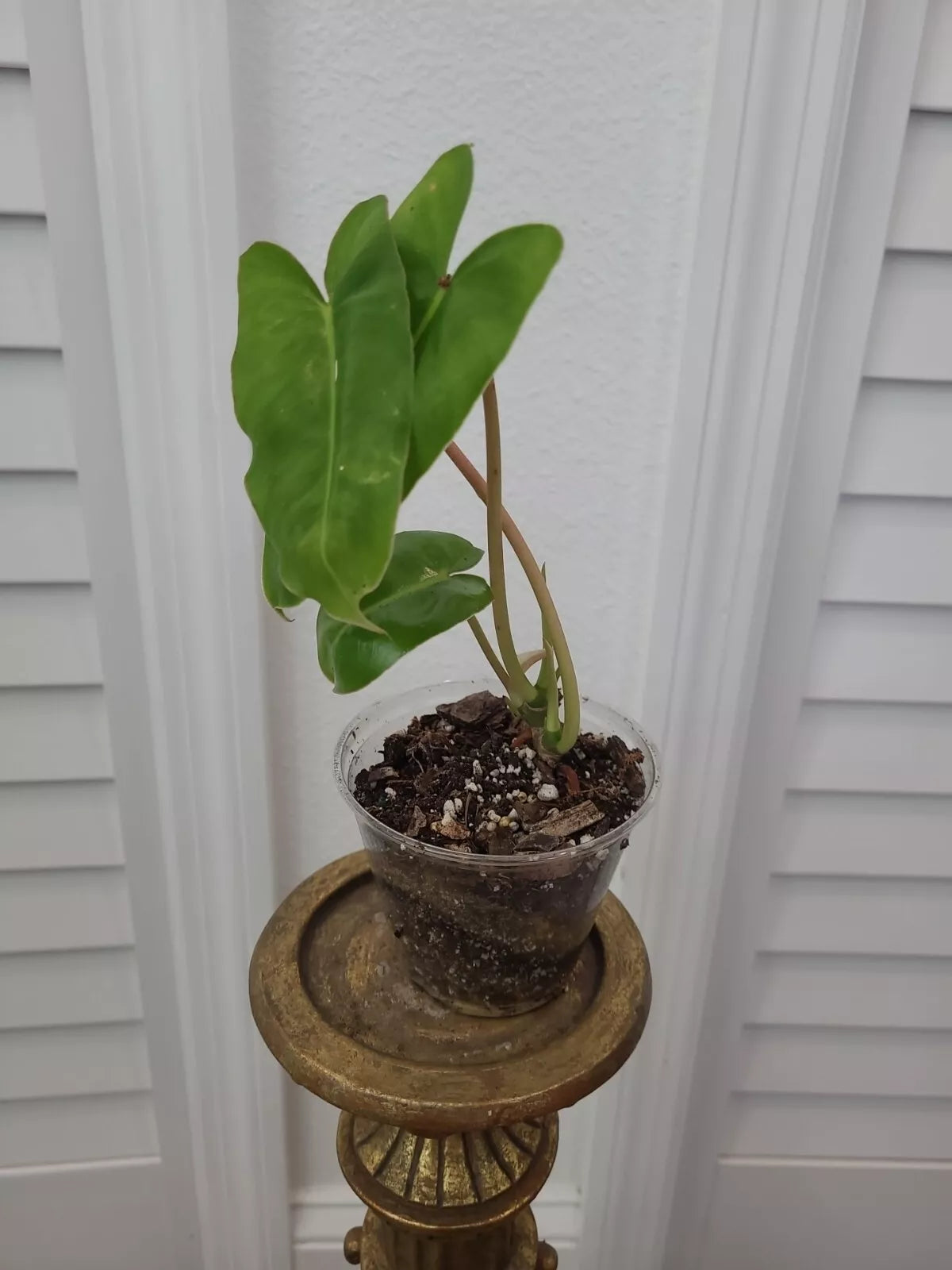 Burle Marx Philodendron Plant - Rooted Multi Grow Green Leaf Indoor Plant