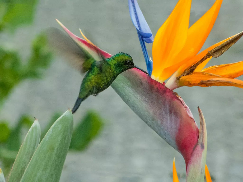 20in Organic Bird of Paradise Plant with Orange Flowers - Live Strelitzia USA Grown