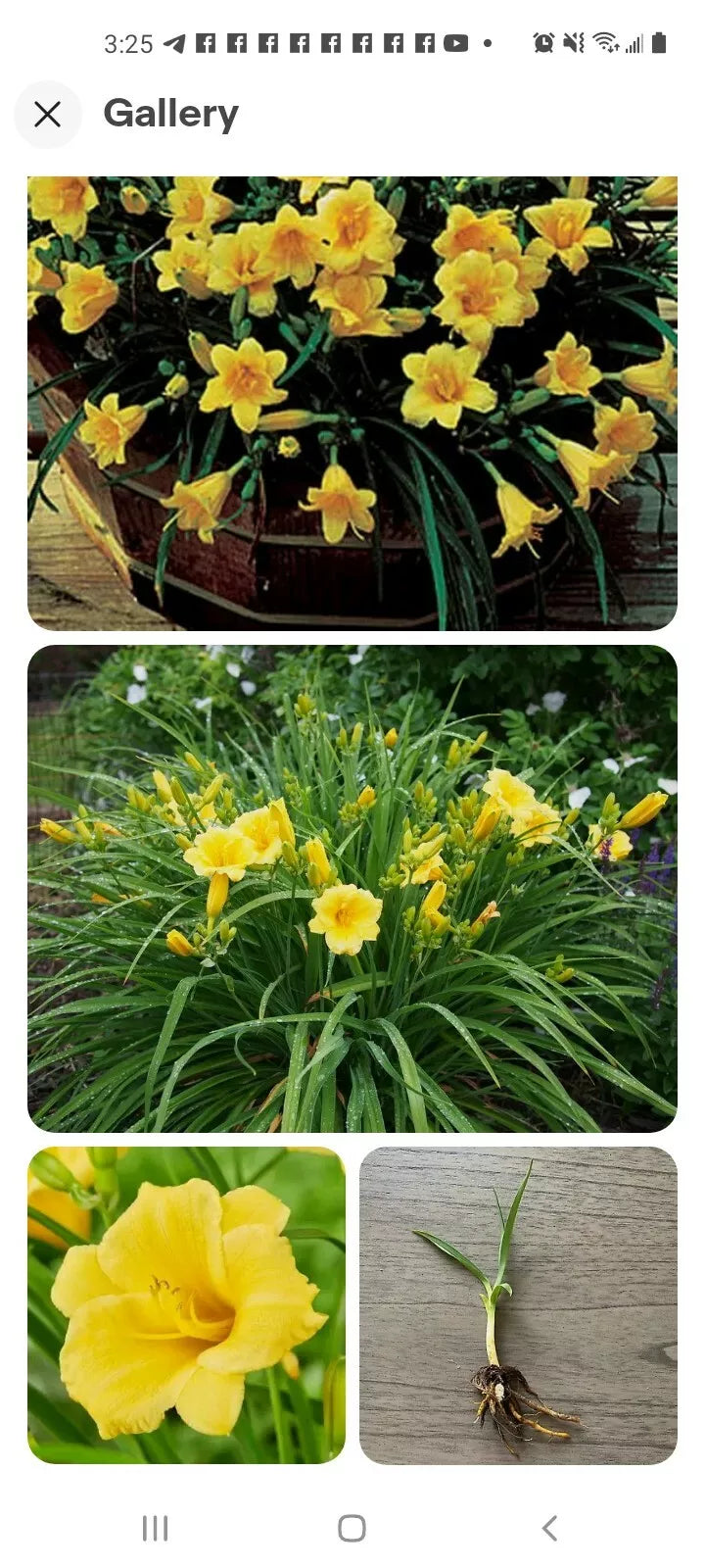 Perennial Stella De Oro Daylily Bare Root Plant - Yellow, Reblooming, Drought Tolerant, Hemerocallis