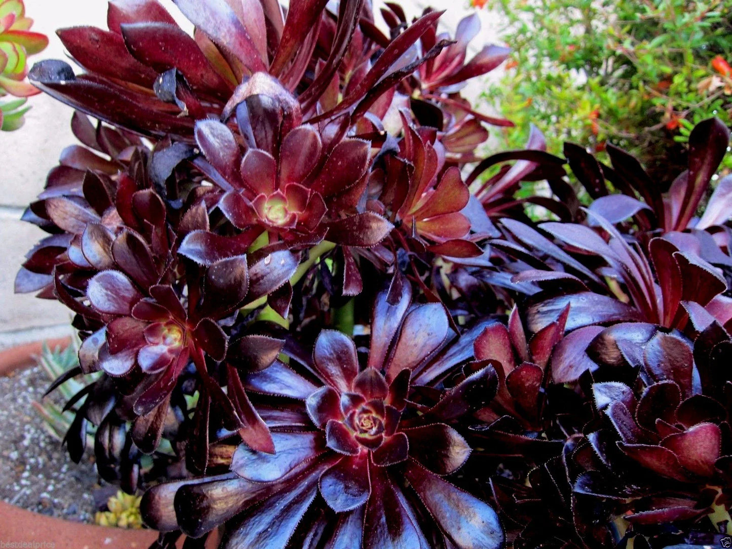 Aeonium Succulent Cuttings - Black Rose Deep Purple - 2 Cuttings for Indoor Gardening & Container Display
