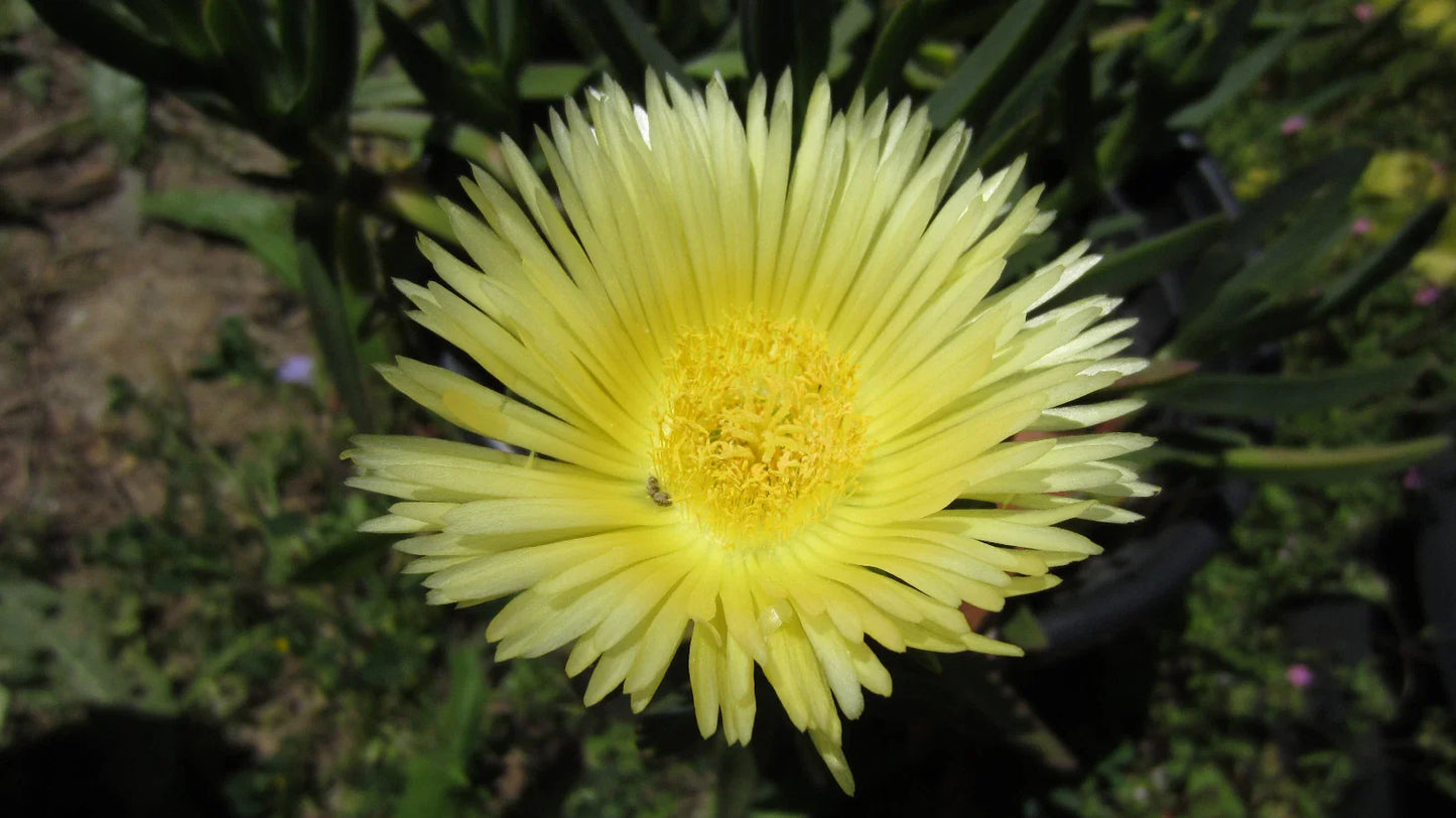 Ice Plant Cuttings - 5" Yellow Unrooted Succulent, Sour Fig, Cape Fig (Mesembryanthemum crystallinum)