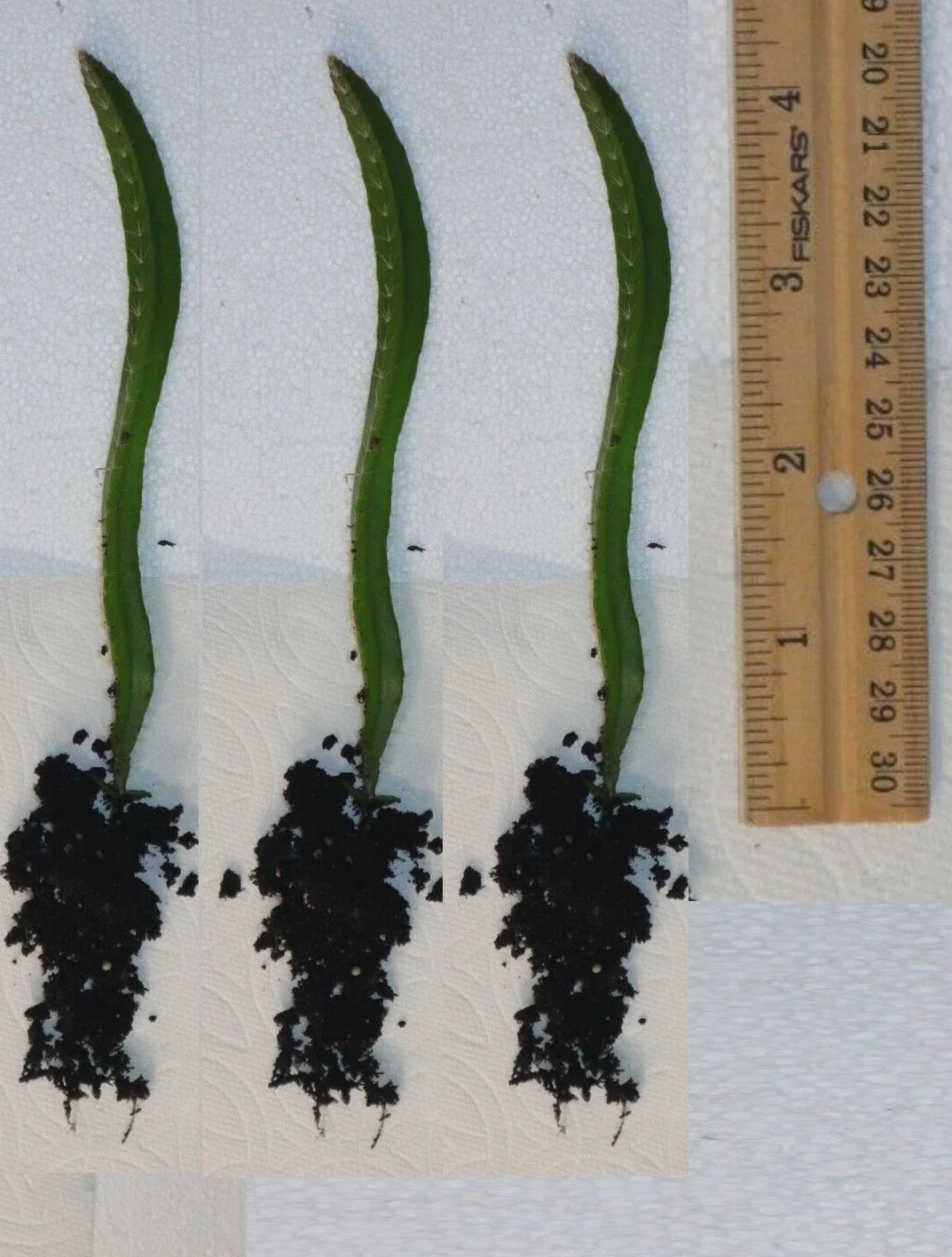 Rooted Yellow Dragon Fruit Seedlings - 4 Inch Hylocereus megalanthus Cactus Plants